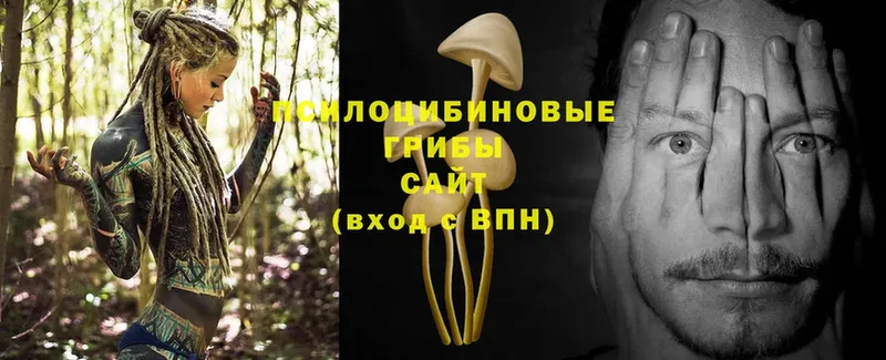 мега   Бобров  Псилоцибиновые грибы Psilocybe 